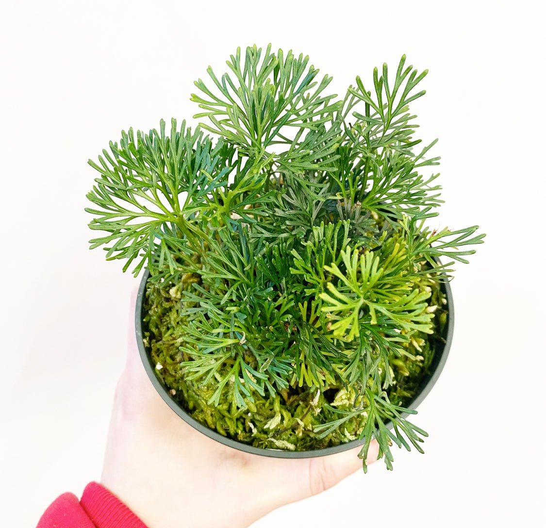 Elaphoglossum peltatum - The Plant Lady SF