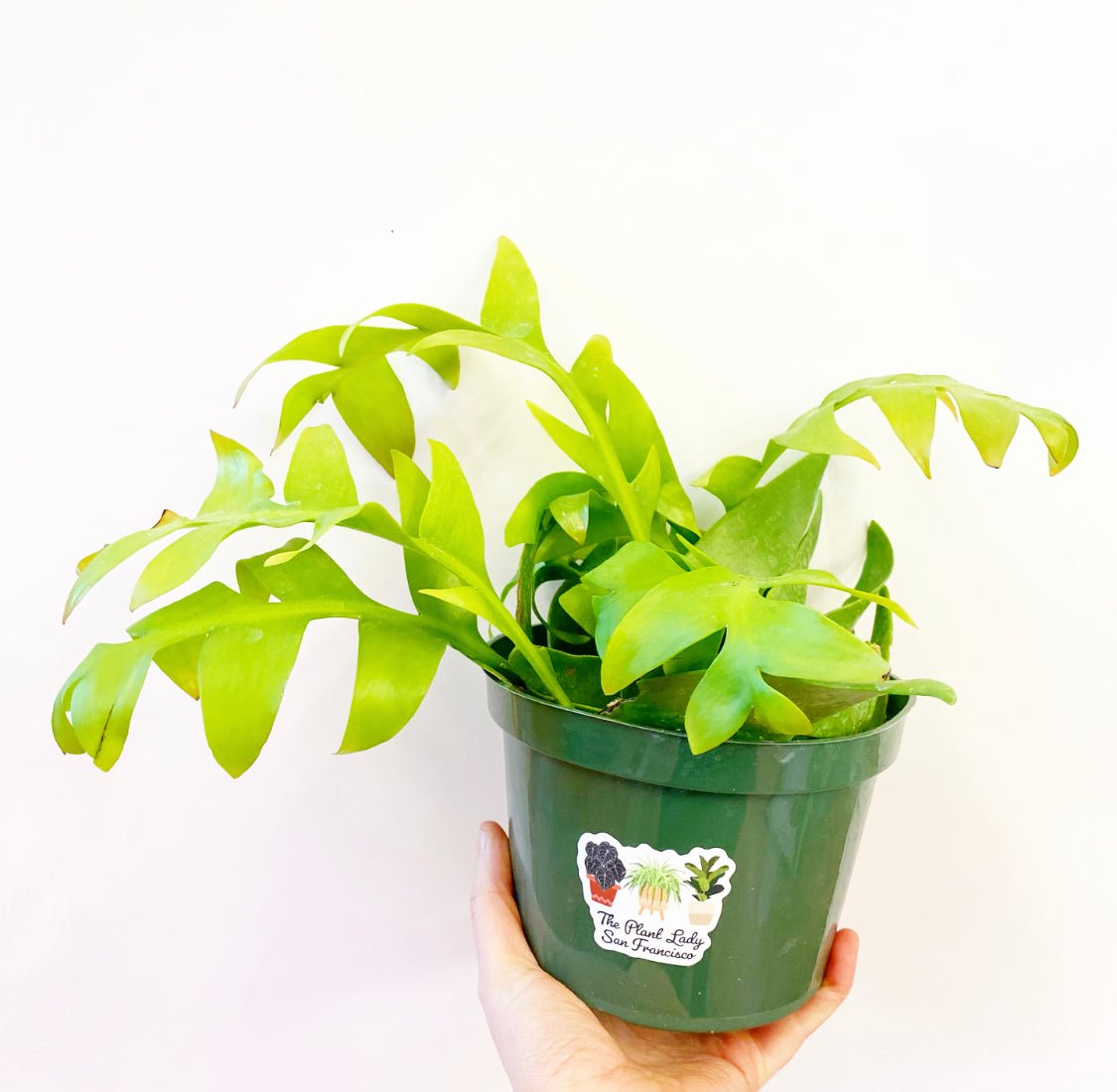 Epiphyllum chrysocardium 'Shark Fin' – The Plant Lady SF