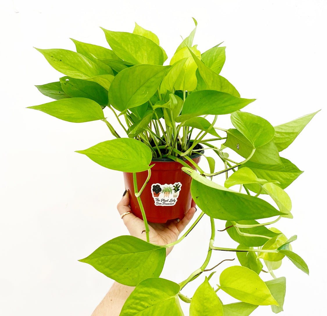 Epipremnum aureum 'Neon' (Neon Pothos) - The Plant Lady SF