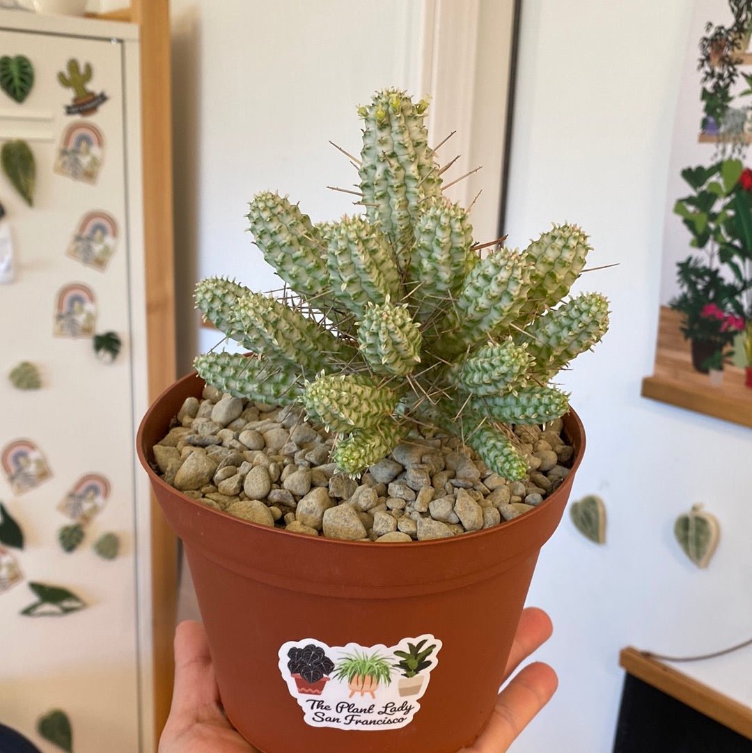 Euphorbia Mammillaris Variegata - The Plant Lady SF