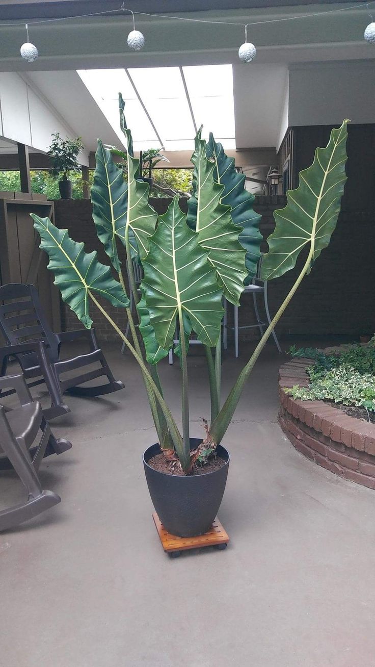 Alocasia ‘Sarian’