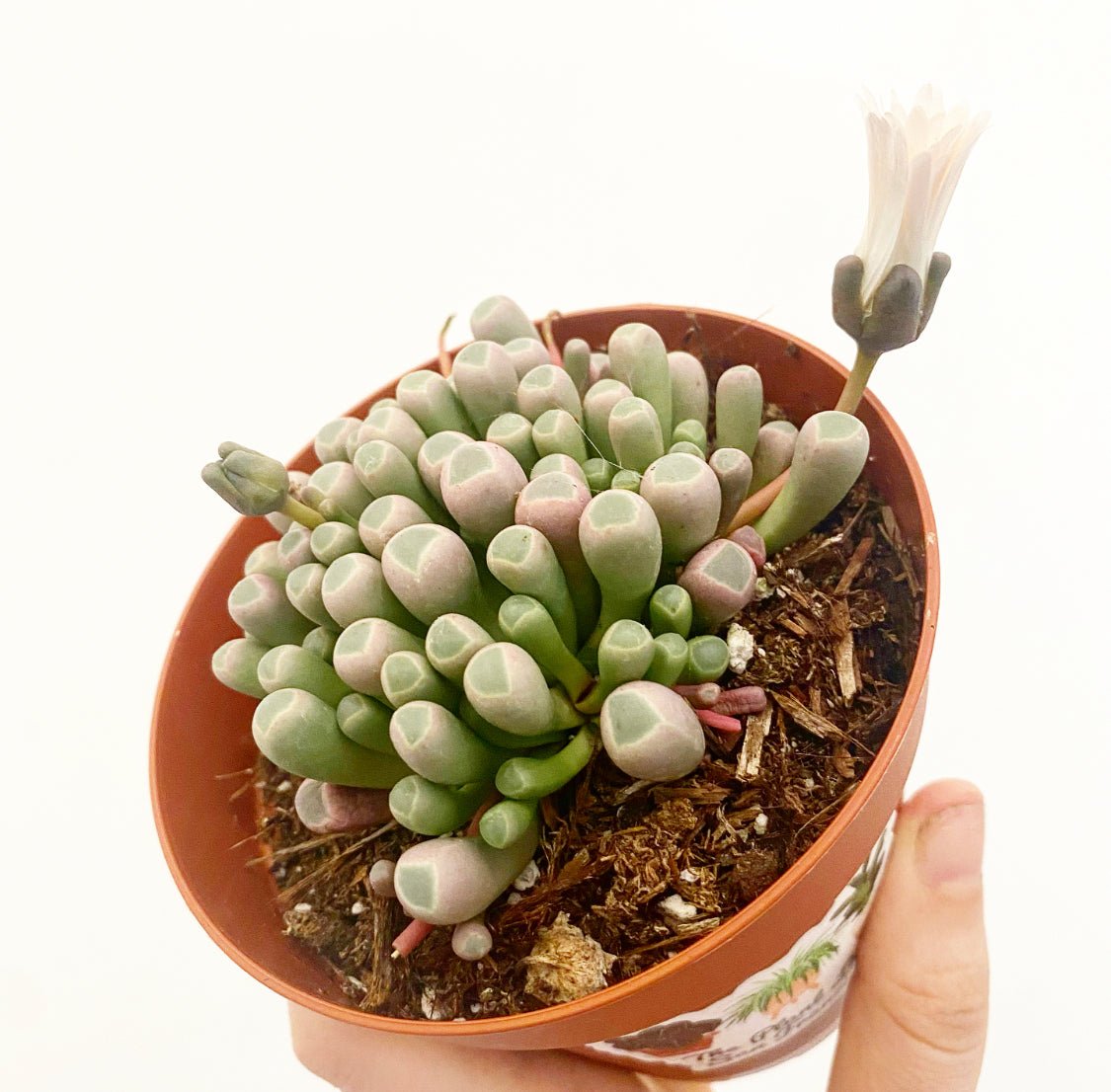toe succulent Fenestraria aurantiaca 'Baby Toes' – The Plant Lady SF