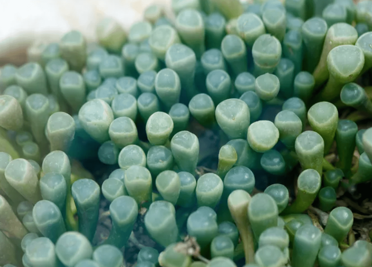 Fenestraria aurantiaca 'Baby Toes' - The Plant Lady SF