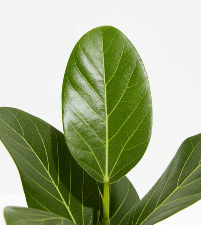 Ficus 'Audrey'  The Plant Lady SF