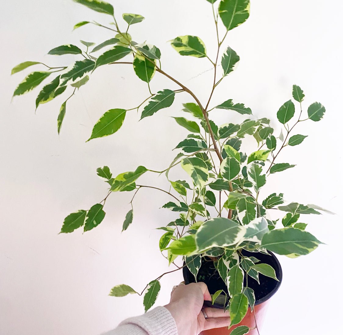 Ficus benjamina variegata - The Plant Lady SF