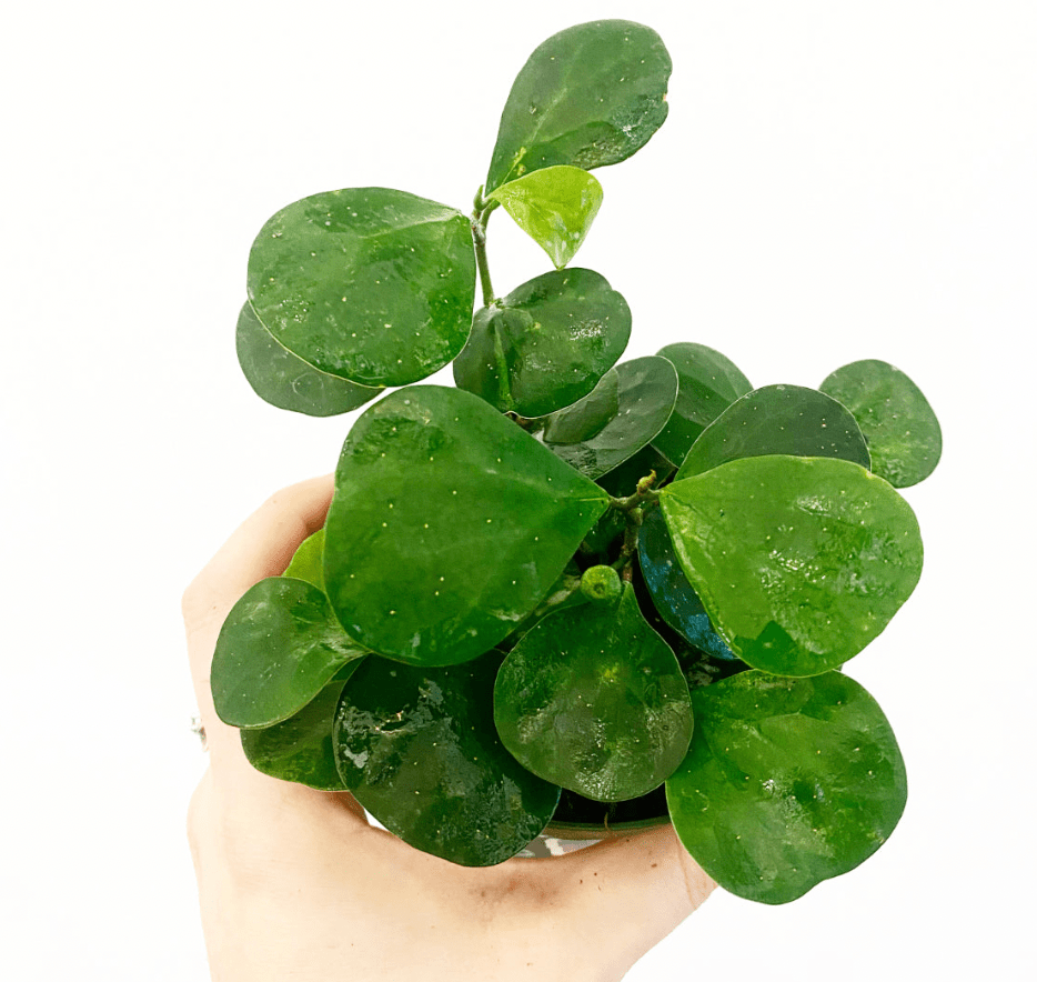 Ficus deltoidea - The Plant Lady SF