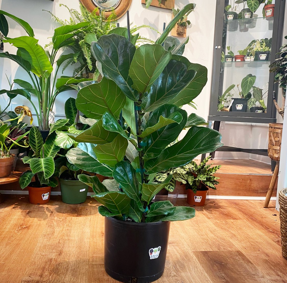 fiddle leaf fig tree support Ficus lyrata (Fiddle Leaf Fig)