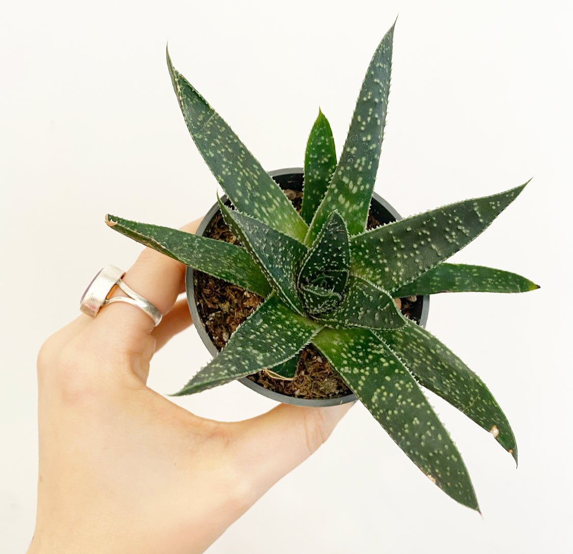 Gasteria 'Little Warty' - The Plant Lady SF