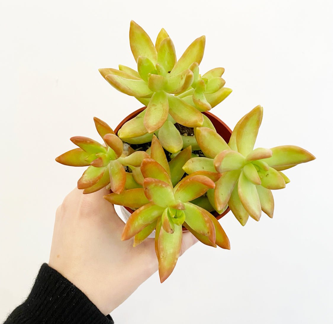 Golden sedum – The Plant Lady SF