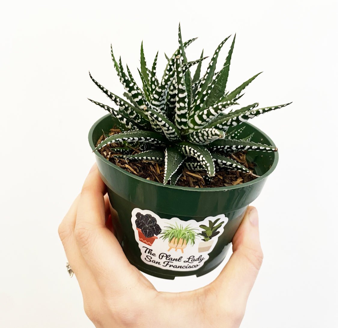 succulent haworthia fasciata Haworthia fasciata – The Plant Lady SF