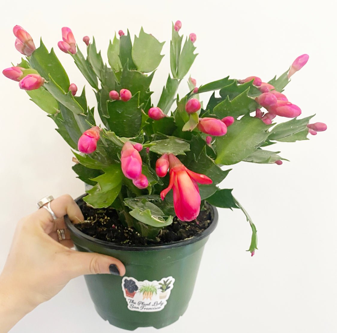 Holiday Cactus - The Plant Lady SF
