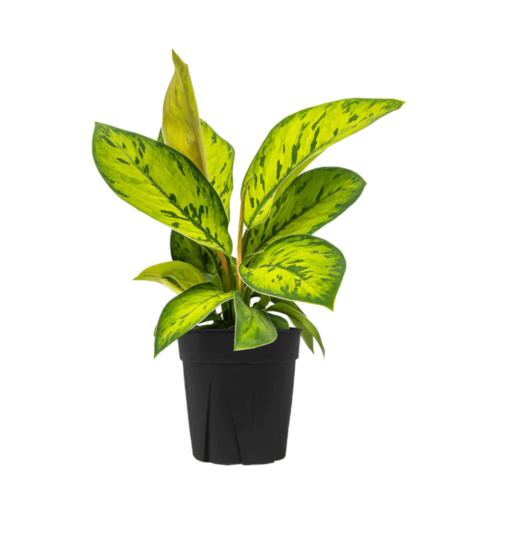 Homalomena 'Selby' - The Plant Lady SF