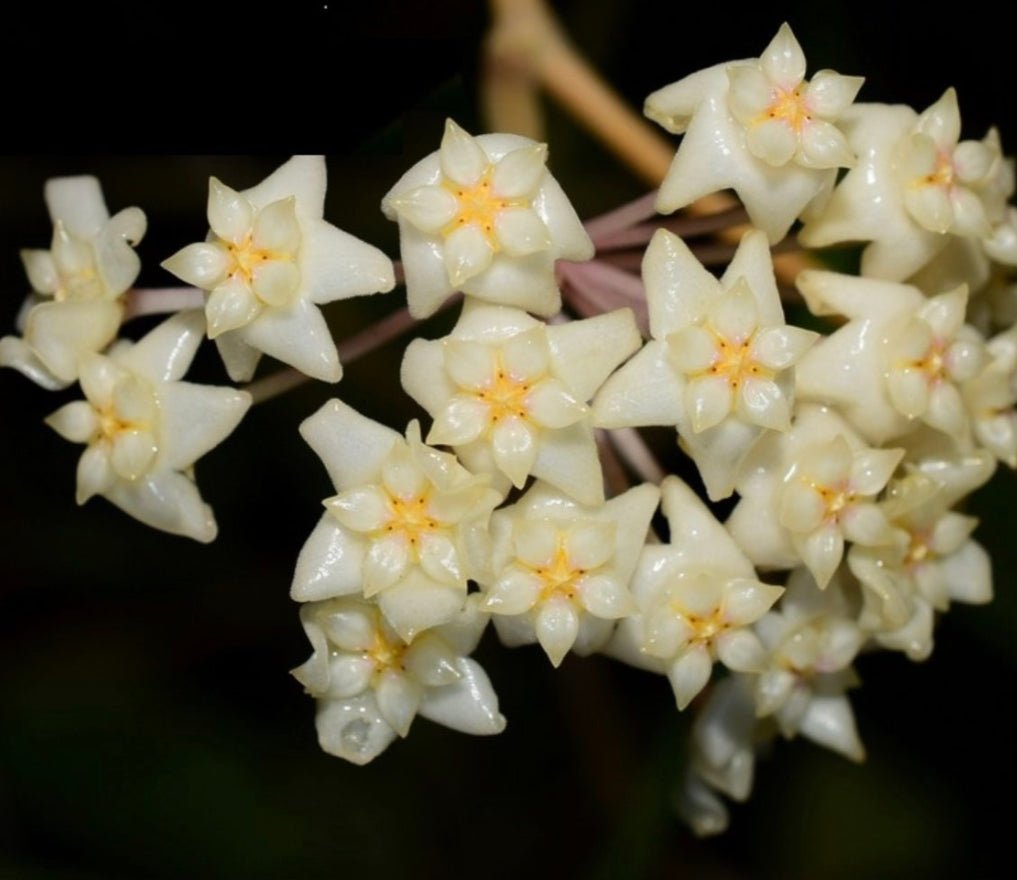 Hoya acuta ‘Inner Variegated’