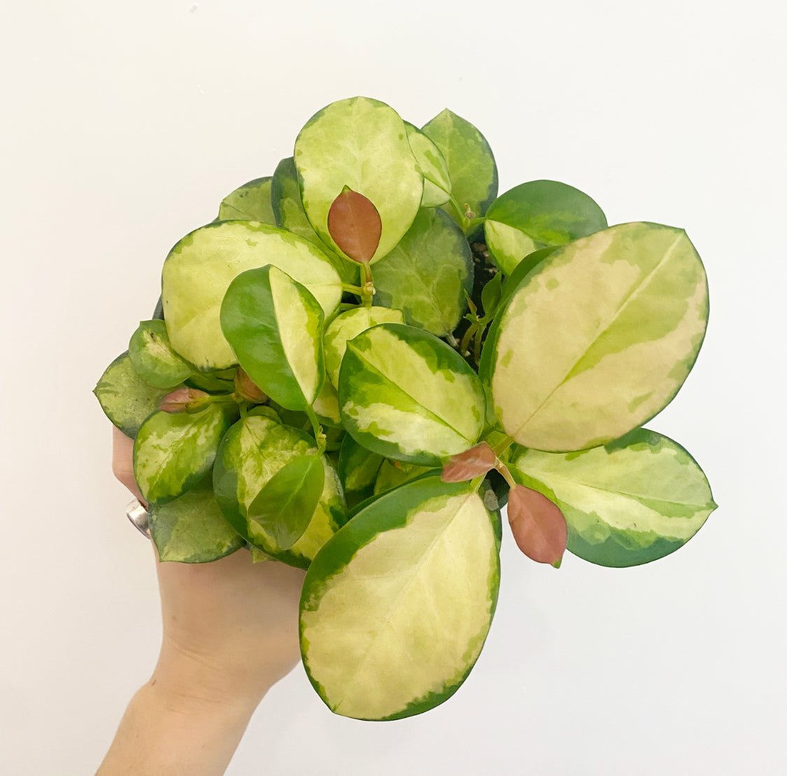 Hoya australis ‘Tricolor’ AKA 