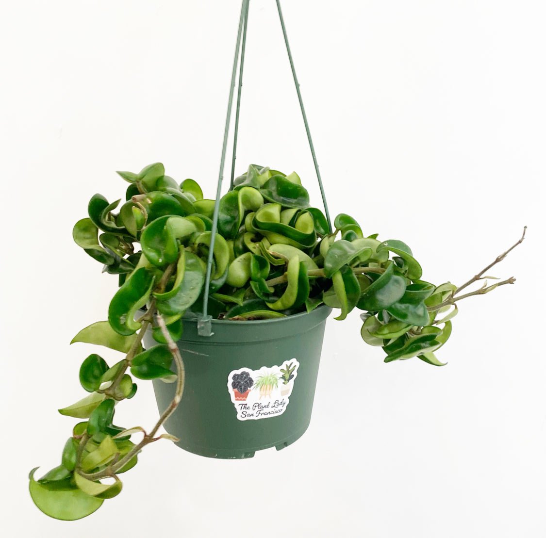 Hoya compacta - The Plant Lady SF