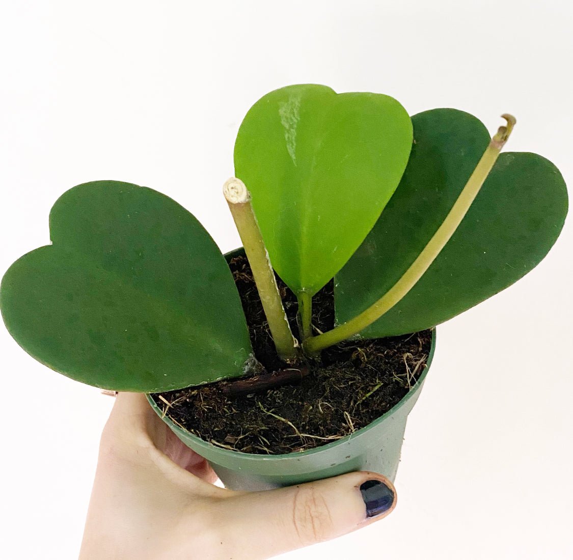 Hoya kerrii – The Plant Lady SF