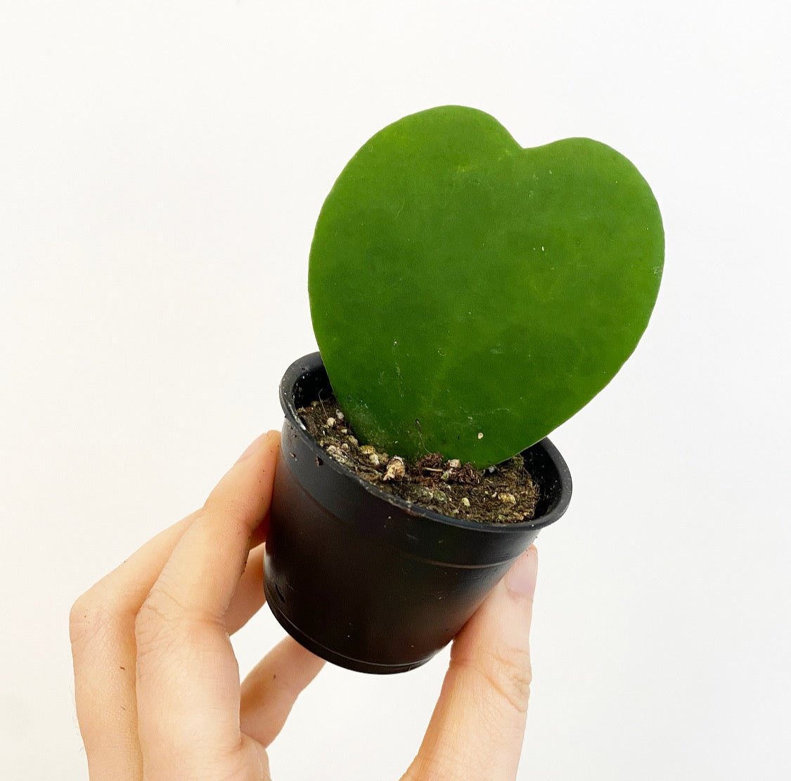 sweetheart succulent Hoya kerrii 'Sweetheart' – The Plant Lady SF