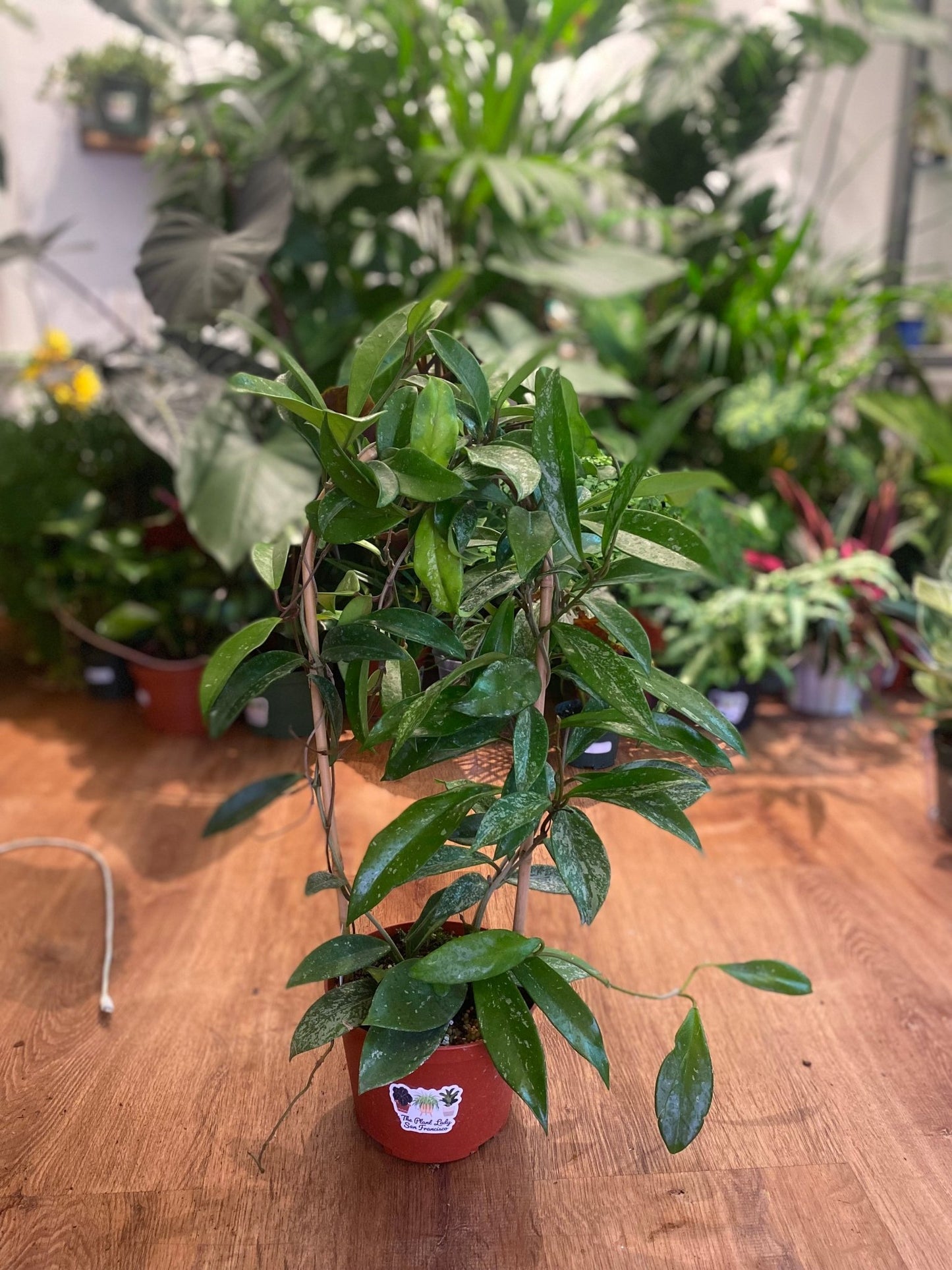 Hoya pubicalyx - The Plant Lady SF