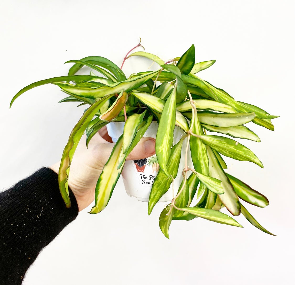 Hoya wayetii variegata