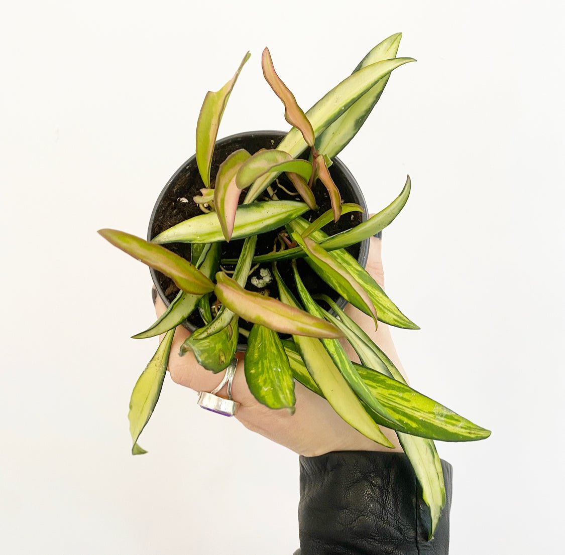 Hoya wayetii variegata - The Plant Lady SF