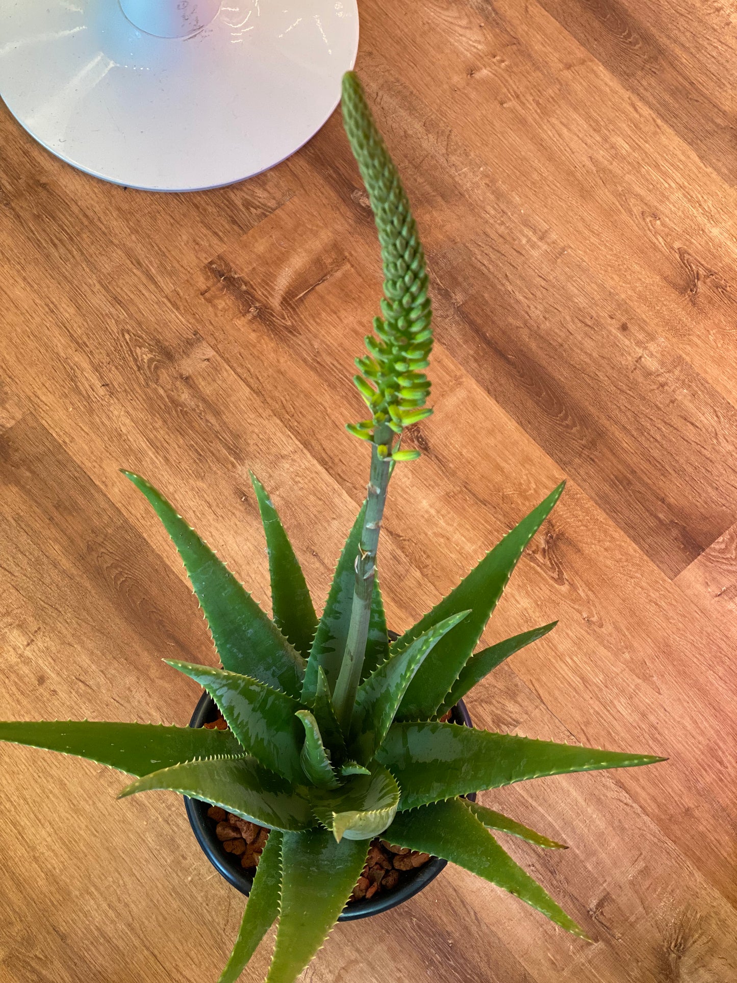 Aloe vera