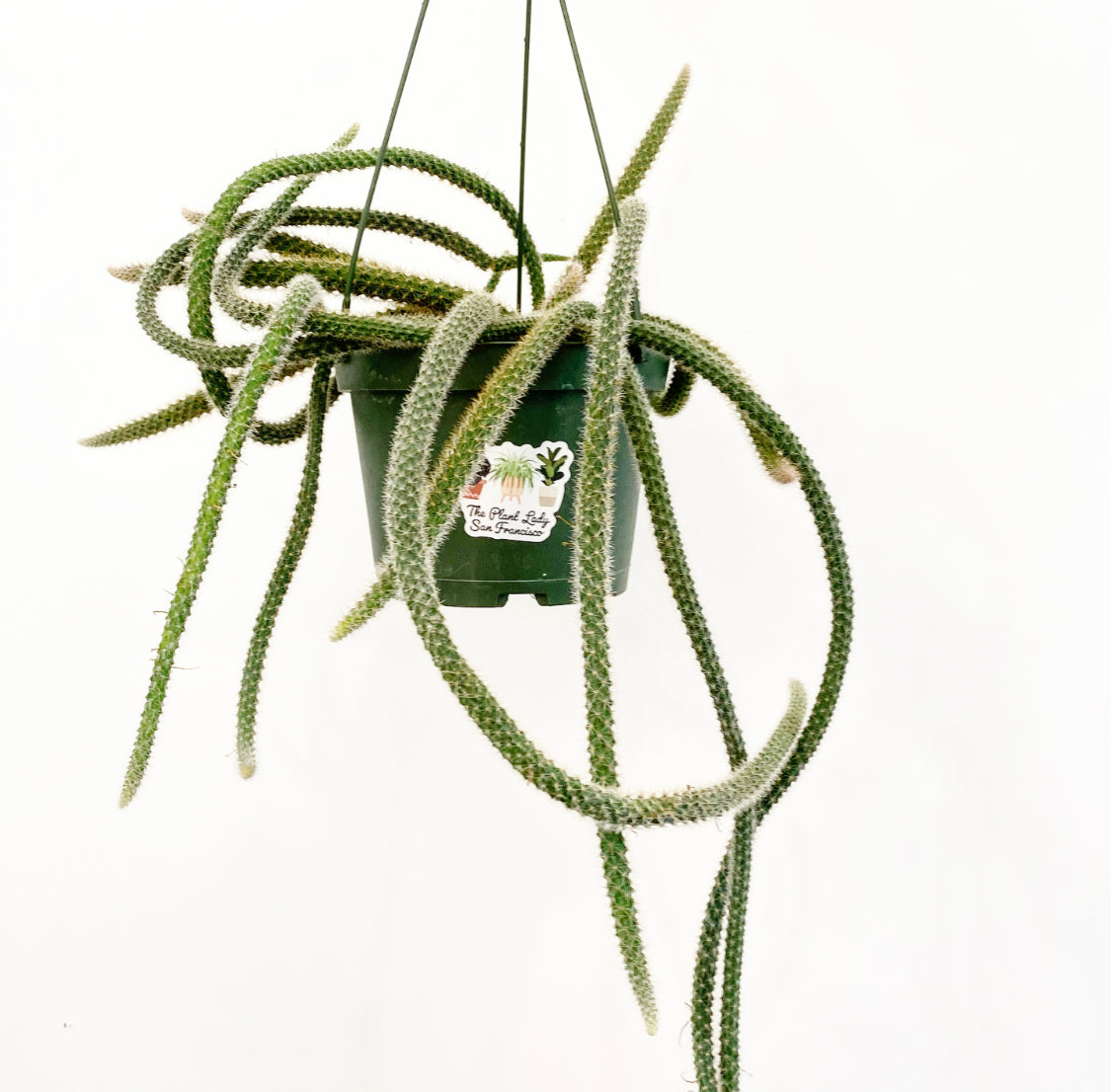 Aporocactus flagelliformis (Rat Tail Cactus)