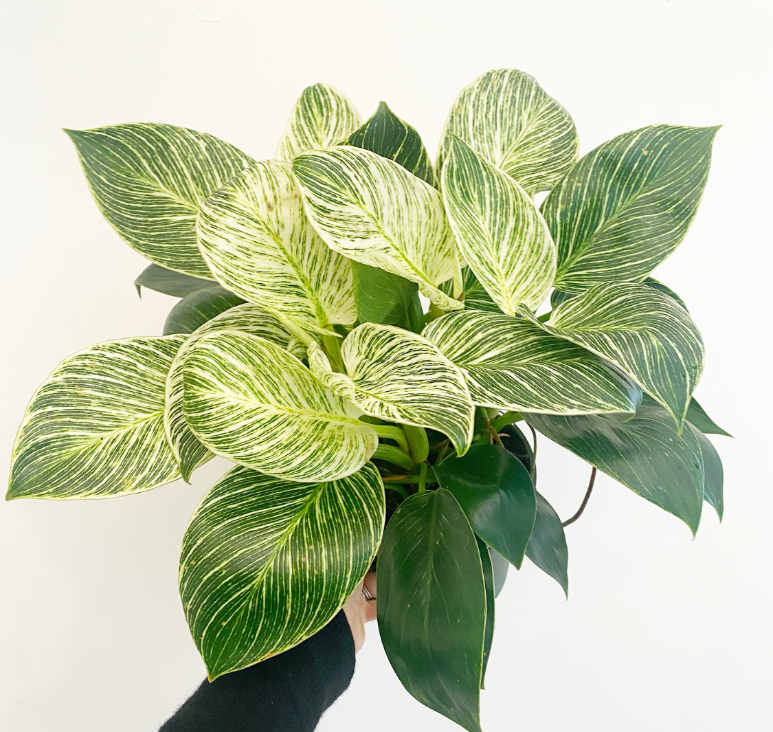 Philodendron 'birkin' – The Plant Lady Sf