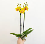 Load image into Gallery viewer, Phalaenopsis Assorted (Moth Orchid)
