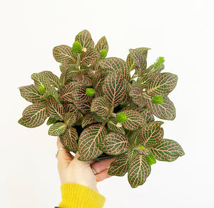 Fittonia ‘Ruby Red’