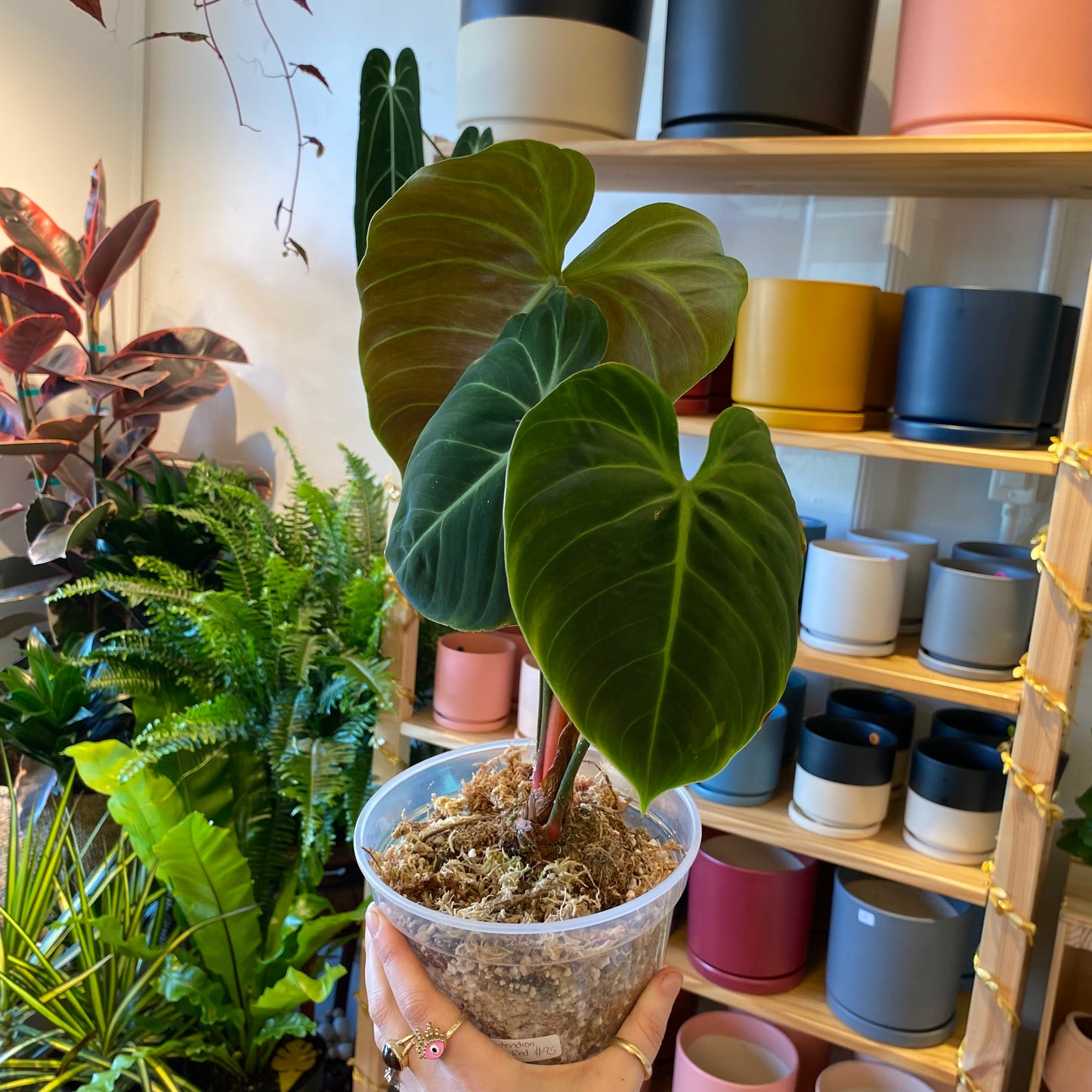 Philodendron rubrijuvenilum sp. 'El Choco Red'