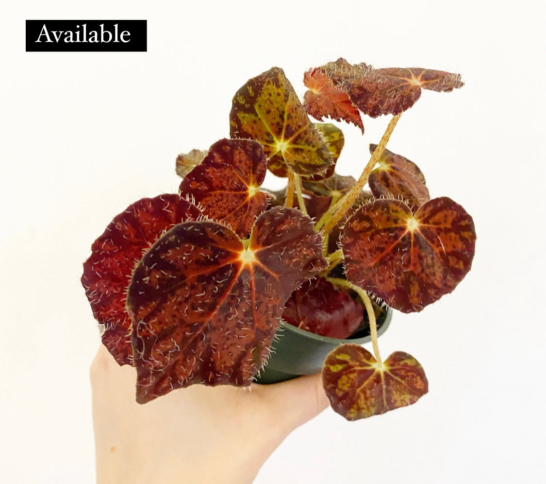 Begonia 'Firefade'
