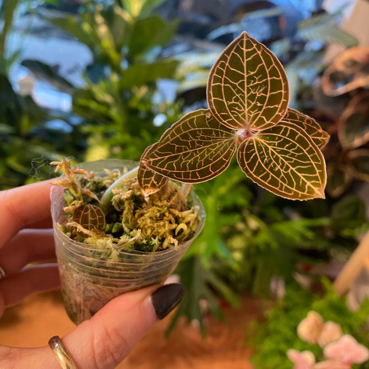 Anoectochilus roxburghii 'Gold Bar' (Jewel Orchid)