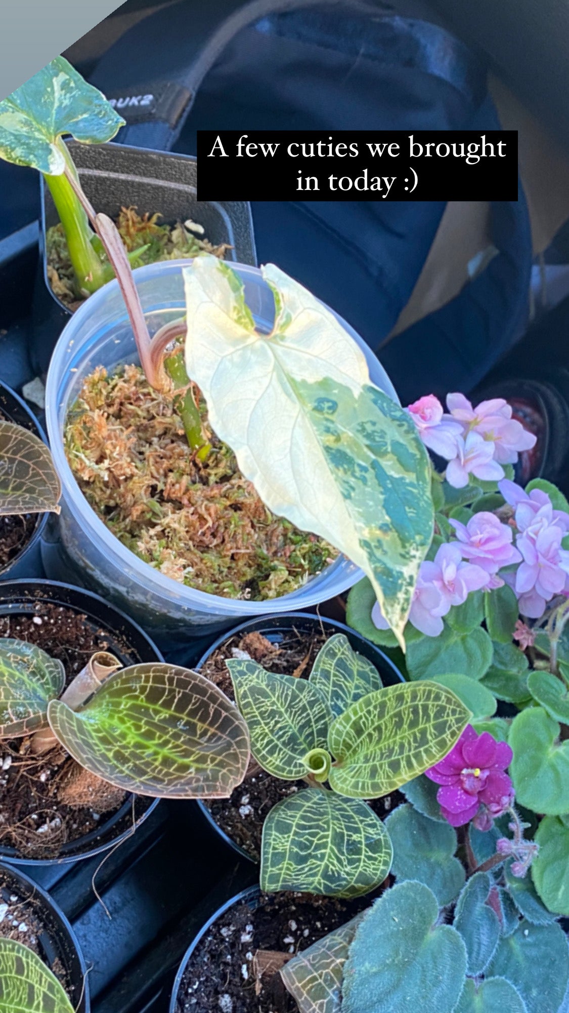 Syngonium 'Albo'