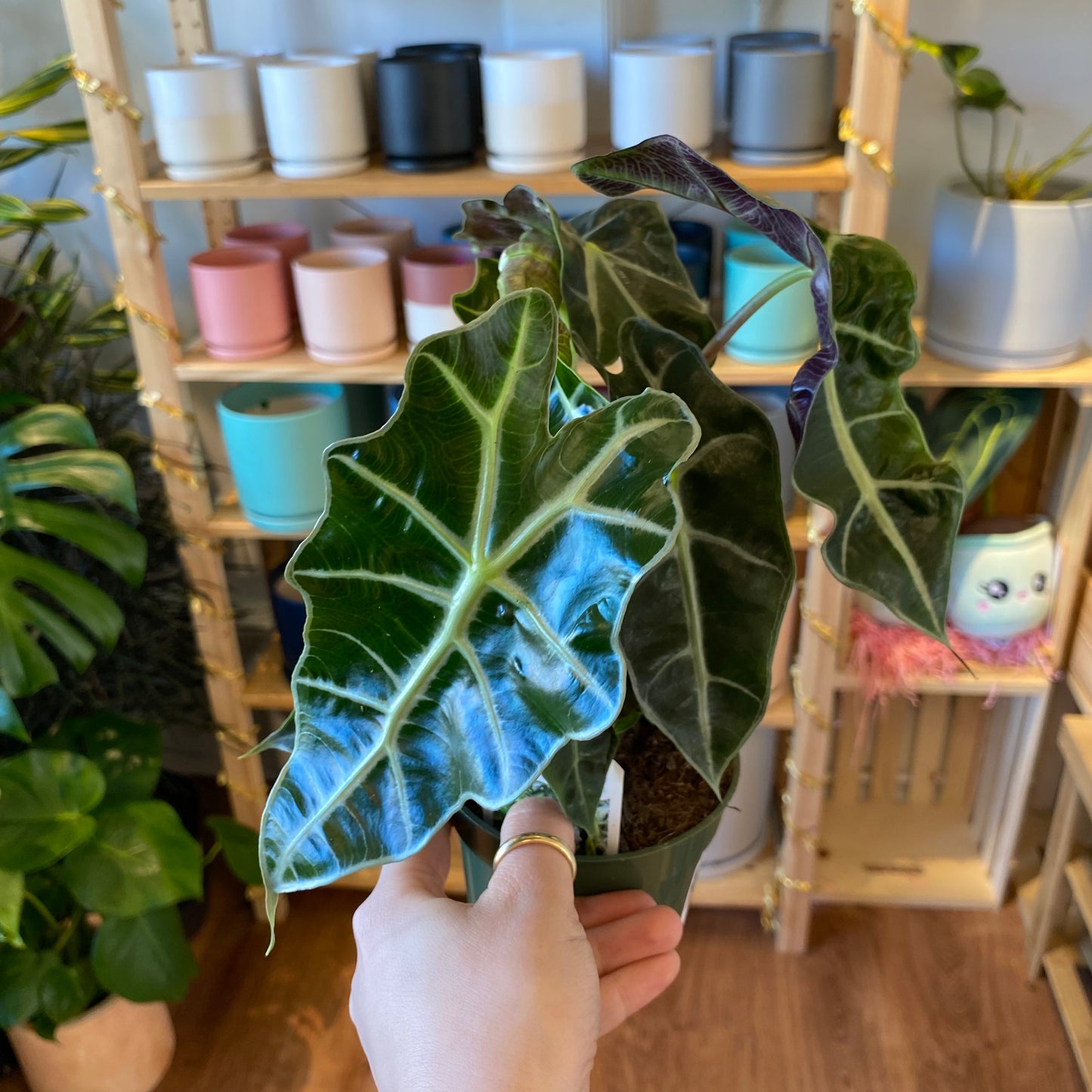 Alocasia 'Polly'