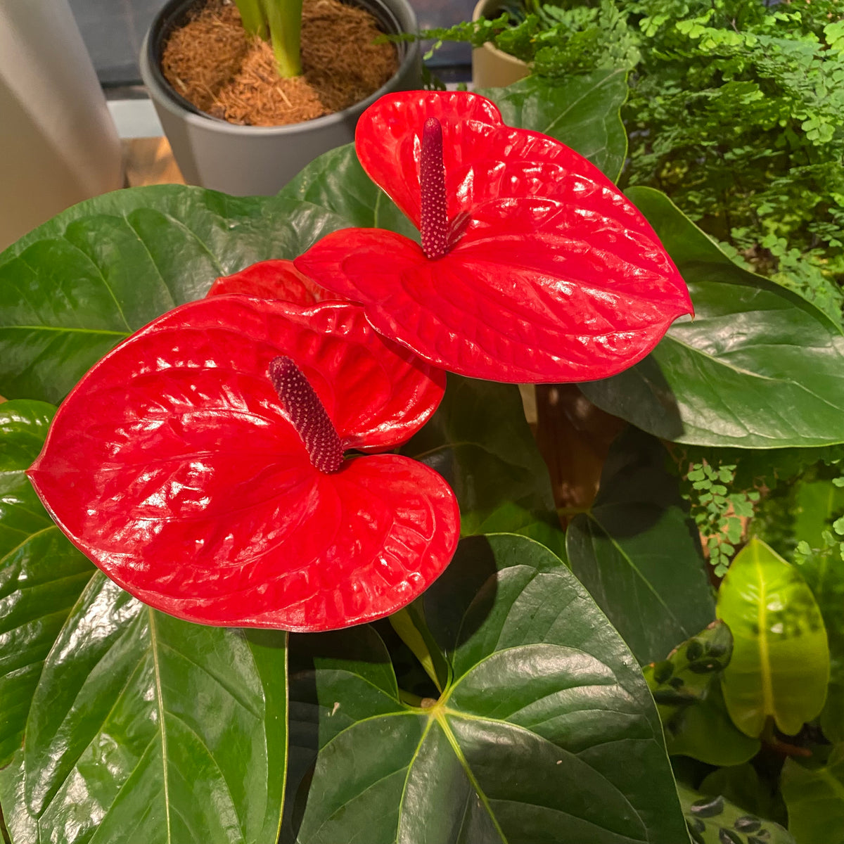 red peace lily plant