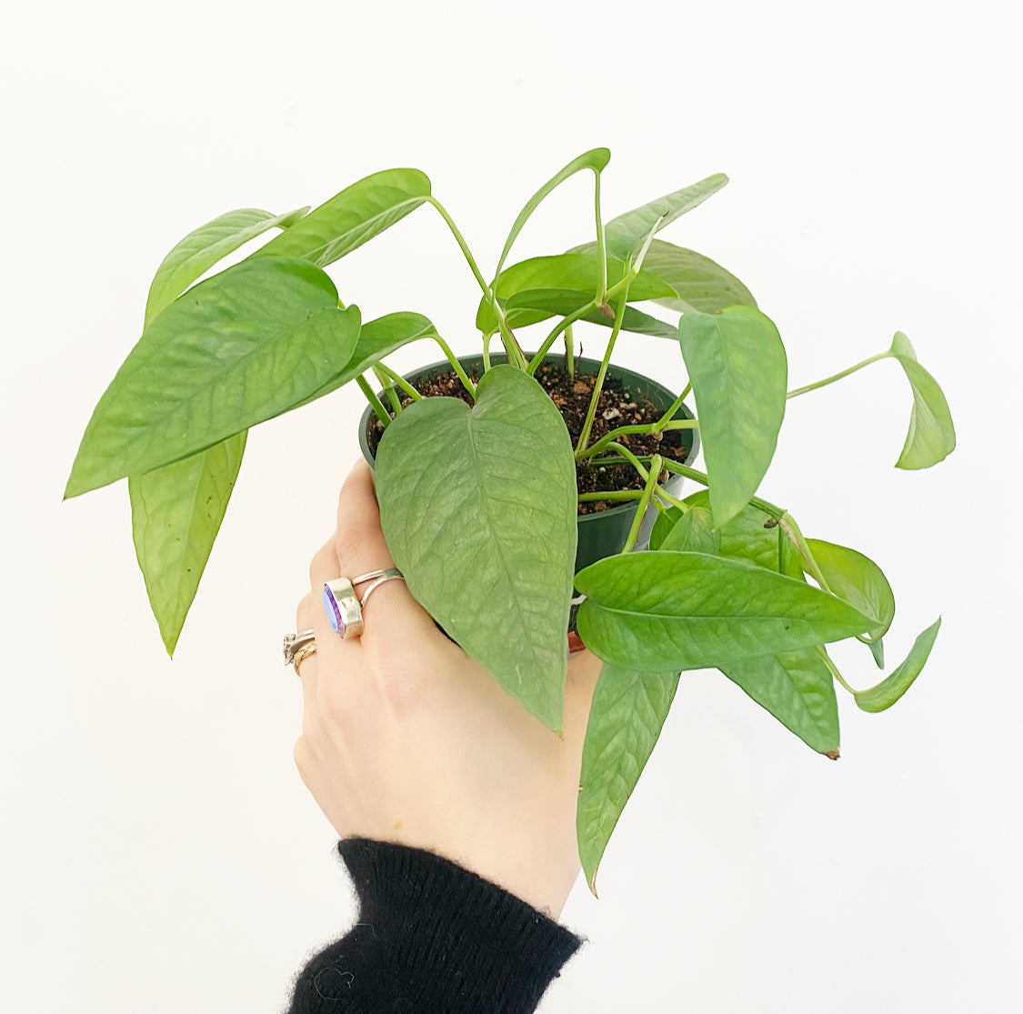 Epipremnum pinnatum 'Cebu Blue' Pothos