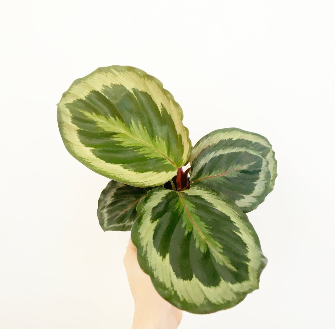 Calathea ‘Shining Star’ – The Plant Lady SF