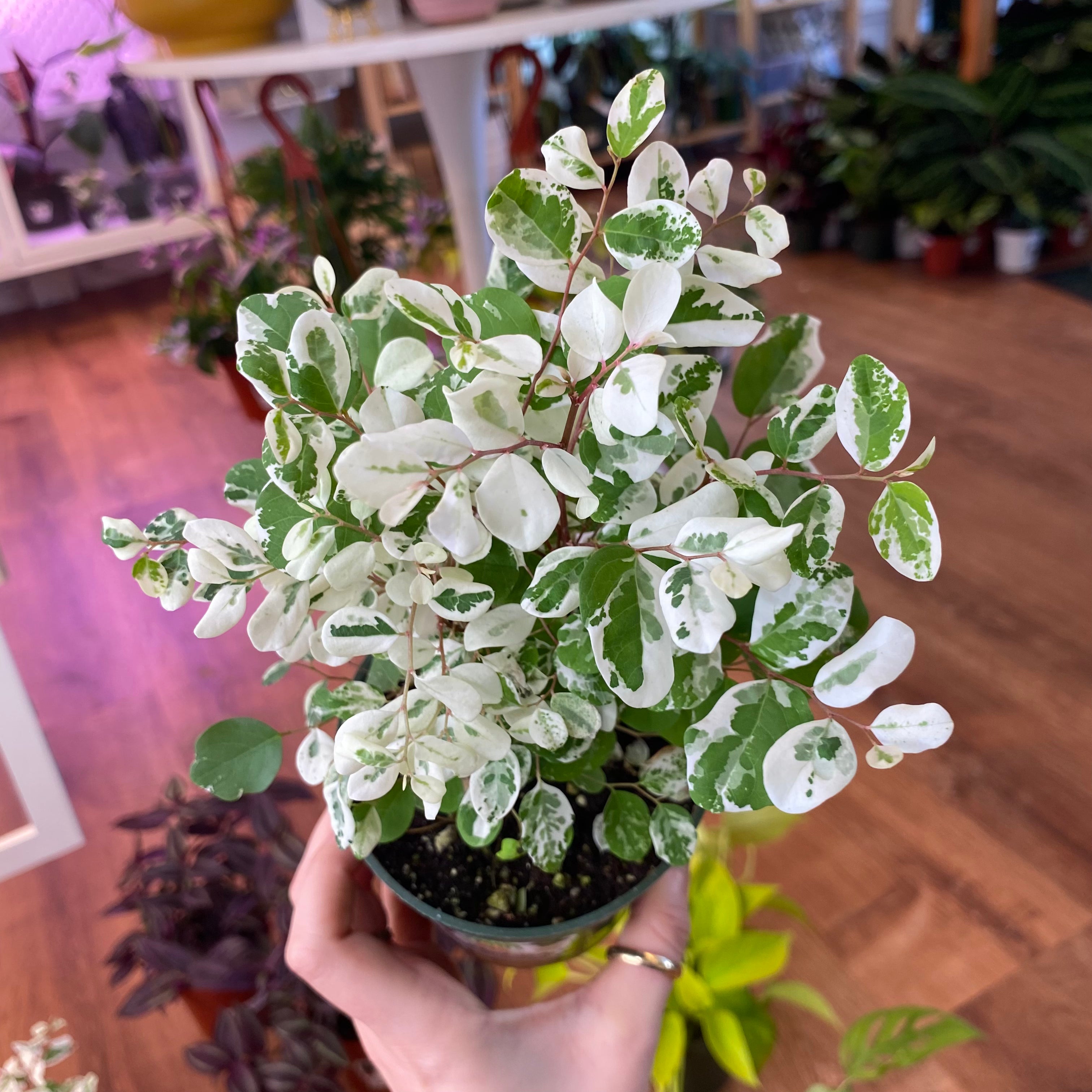 snow bush plant indoor Breynia nivosa (Hawaiian Snow Bush)