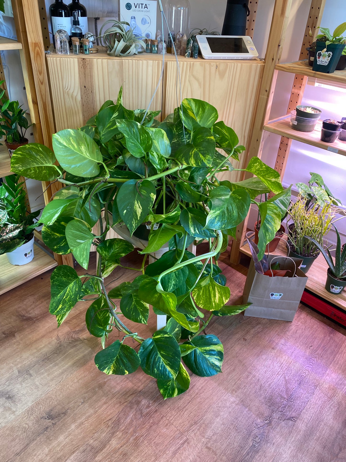 Hawaiin Pothos (Mature Epipremnum aureum)