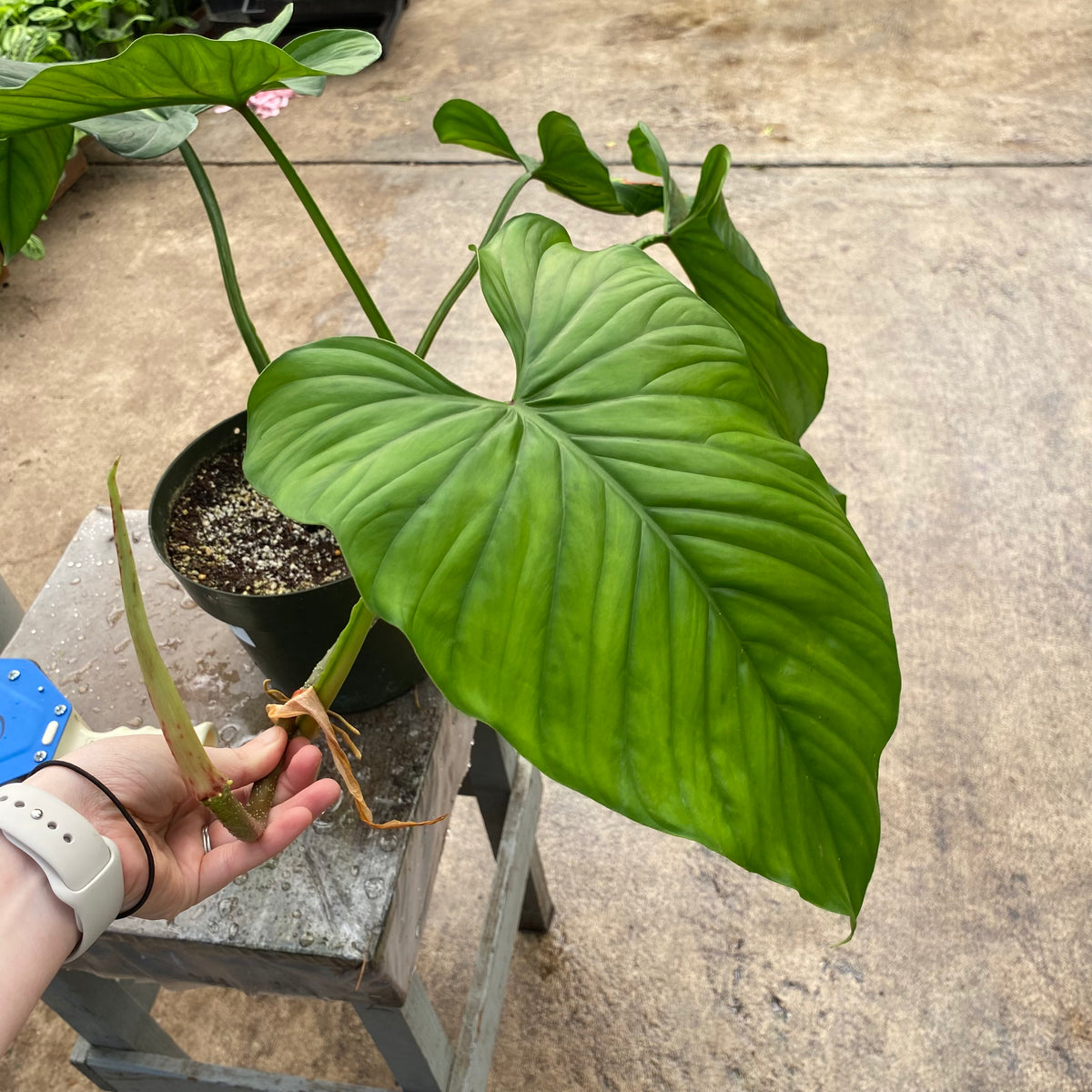 Philodendron Ernestii The Plant Lady Sf