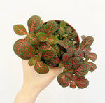 Load image into Gallery viewer, Fittonia ‘Ruby Red’
