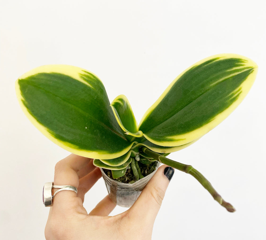 phalaenopsis sogo vivien marginata Phalaenopsis Sogo Vivien 'Leaf's Edge' (Variegated Moth Orchid)