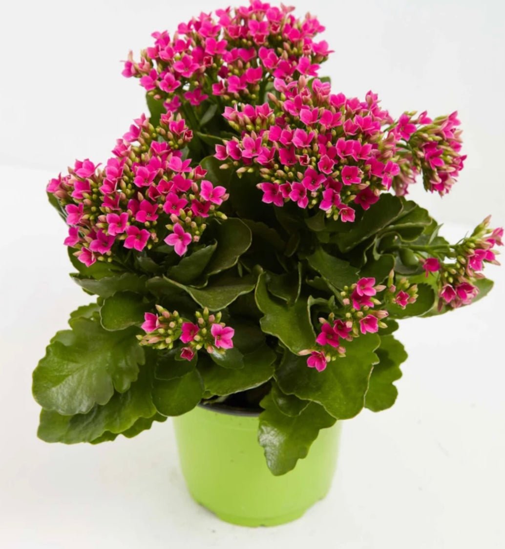 Kalanchoe assorted – The Plant Lady SF