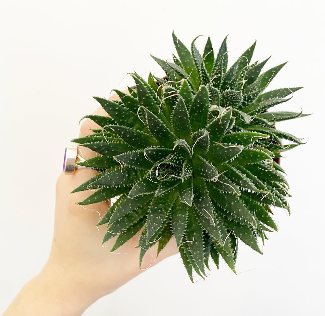 Lace Aloe - The Plant Lady SF