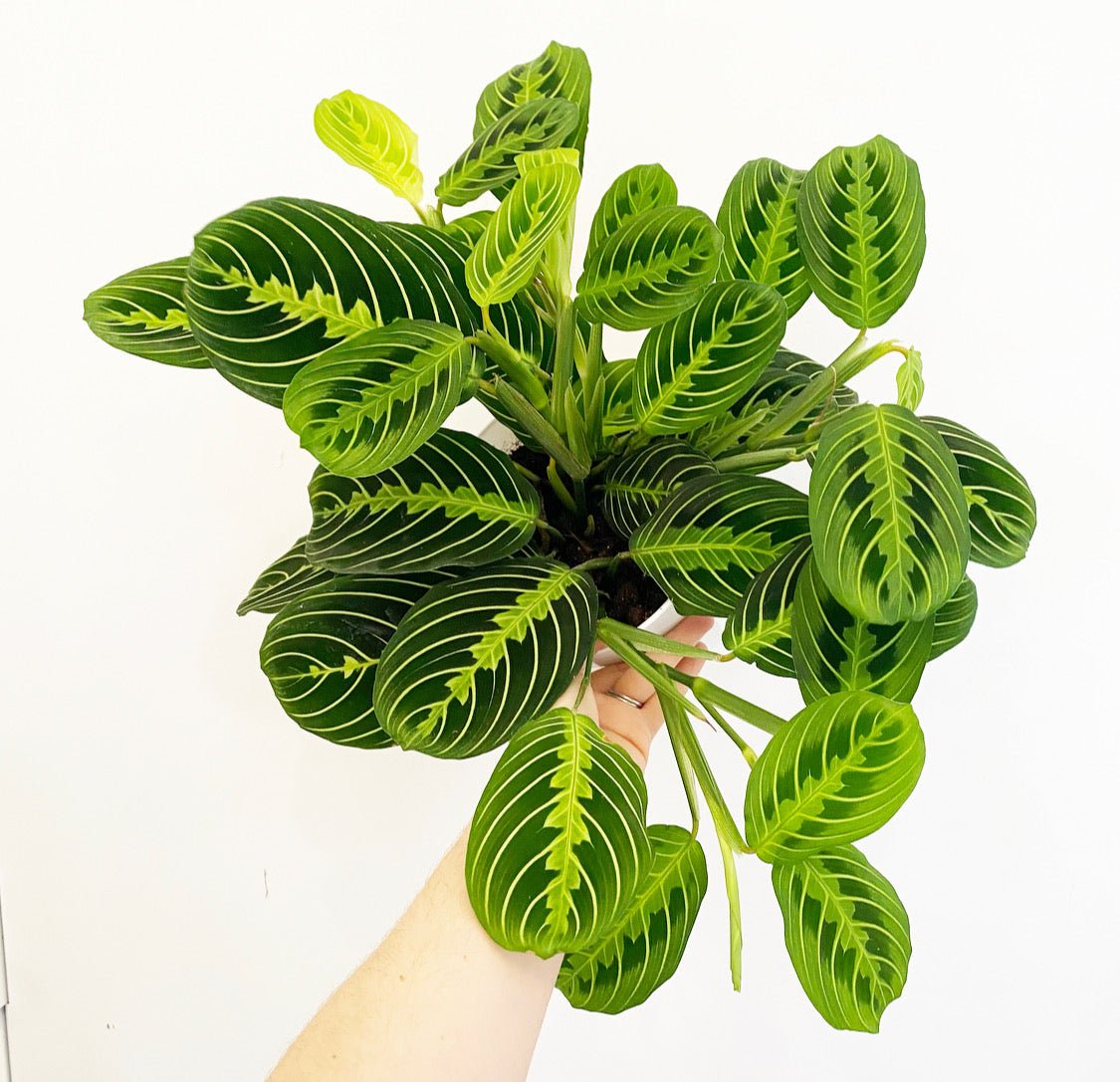 maranta leuconeura lemon lime prayer plant Maranta leuconeura 'Lemon Lime' – The Plant Lady SF