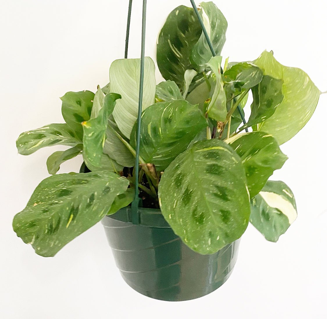 Maranta leuconeura var. kerchoveana - The Plant Lady SF