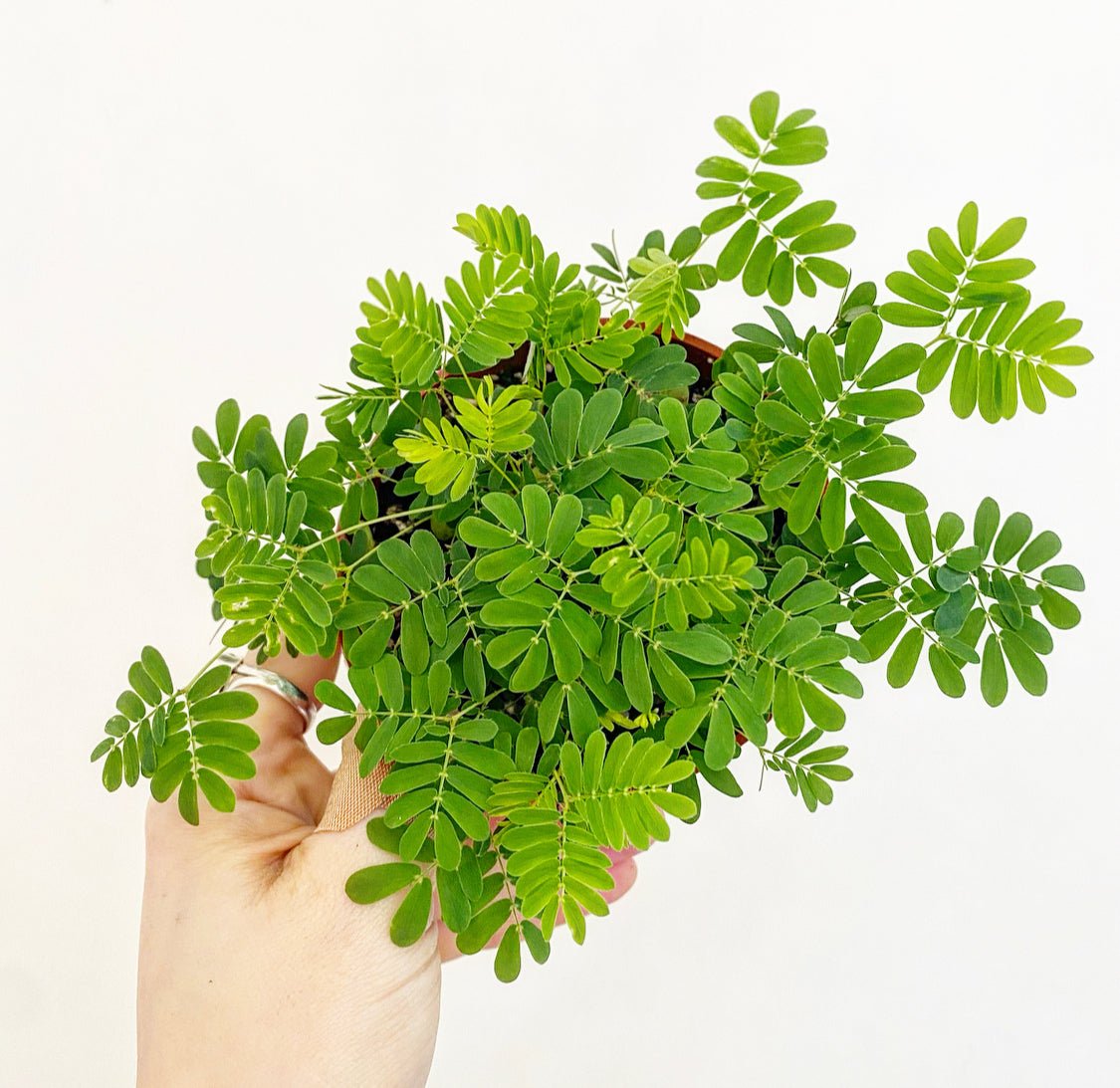 mimosa indoor plant Mimosa pudica (Sensitive Plant) – The Plant Lady SF