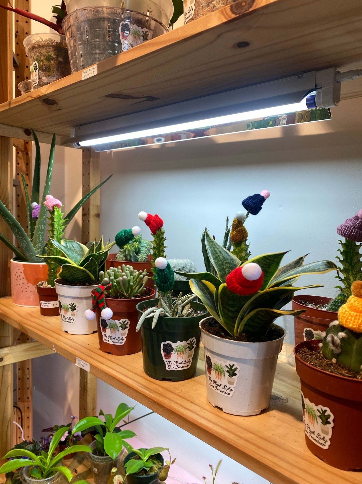 Miniature Plant Beanies - The Plant Lady SF