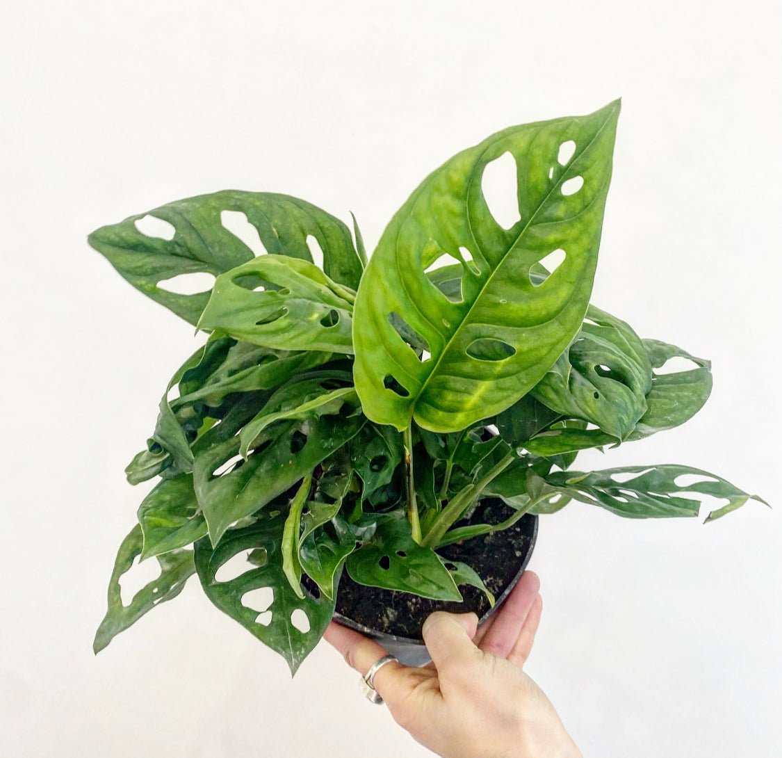monstera adansonii wikipedia Monstera adansonii – The Plant Lady SF