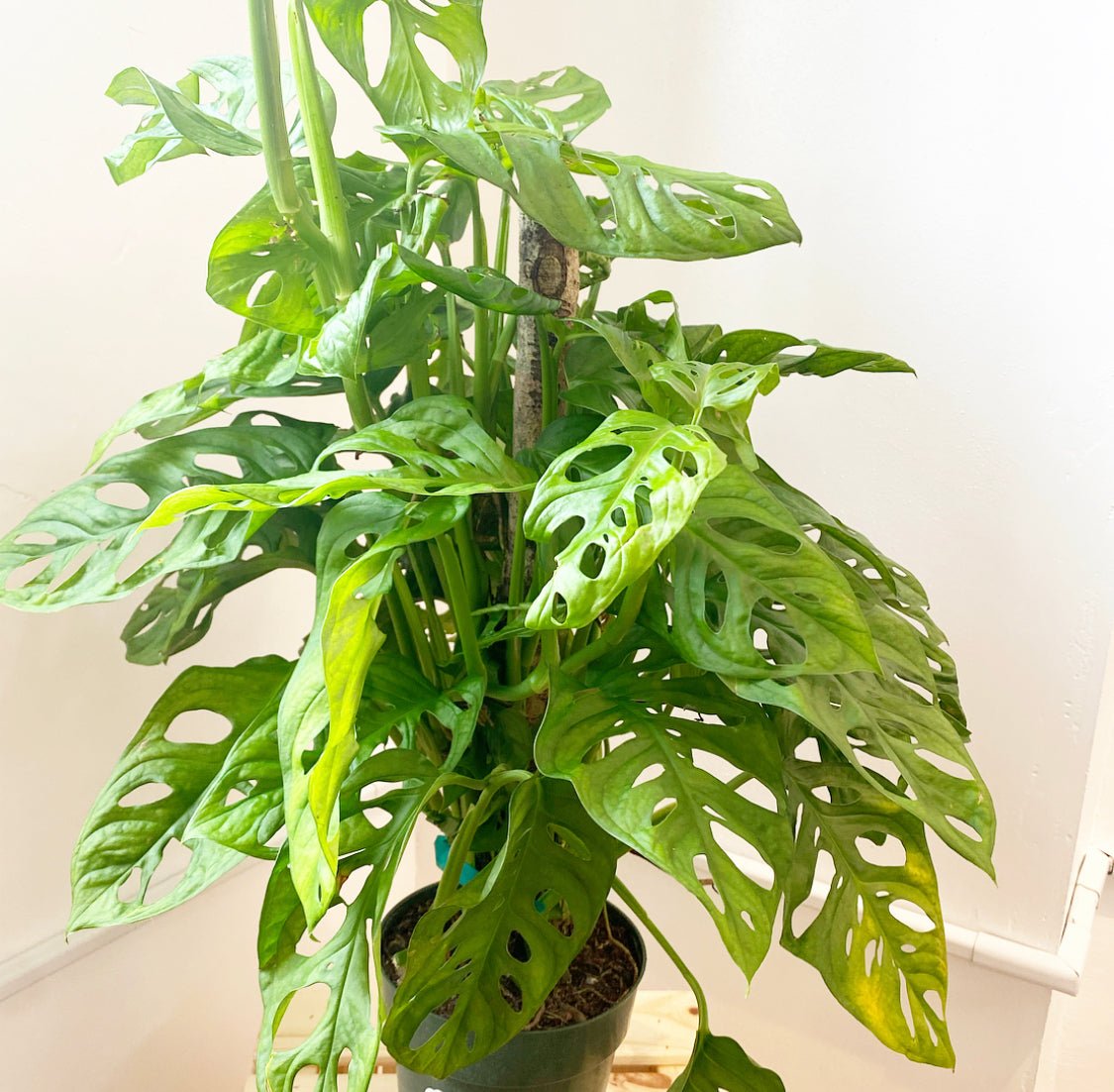 Monstera adansonii - The Plant Lady SF